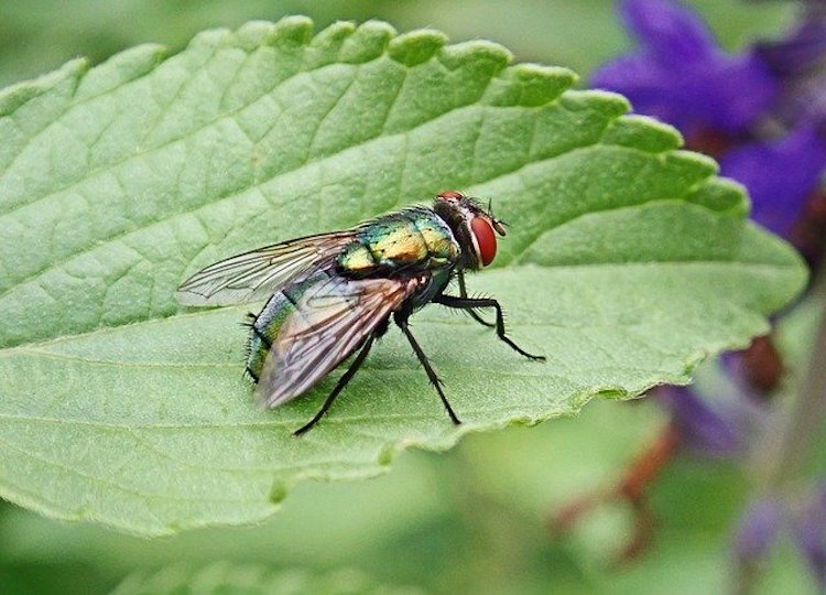 fly control london garden