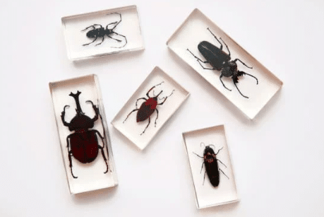 5 Invasion Species Threatening Your Home