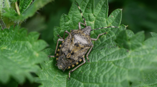 Brown Marmorated Stink Bugs