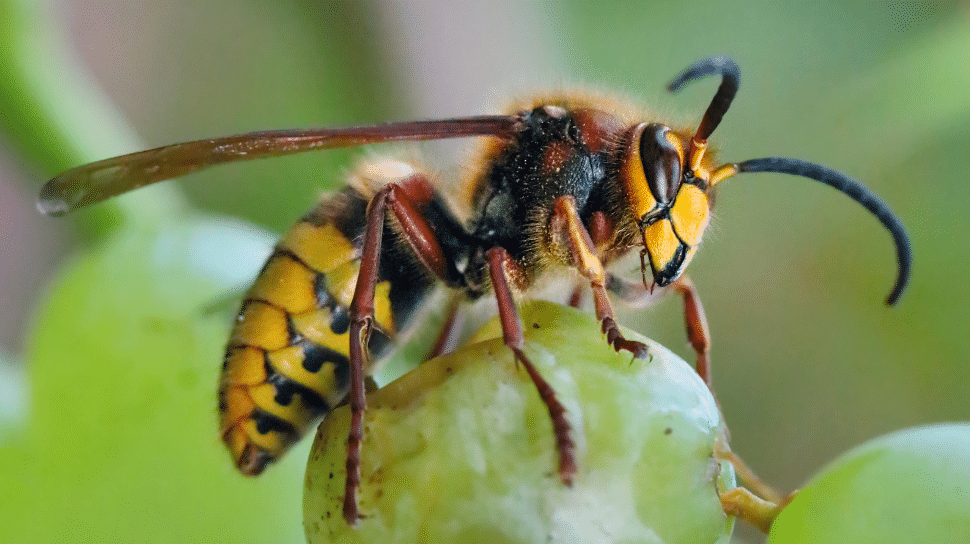 Difference Between Paper Wasps and European Hornets
