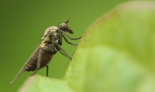 Impact of Cold Weather on Insects