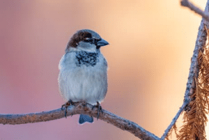 Avoid Invasion of House Sparrows