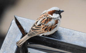 Dangers Caused by House Sparrows