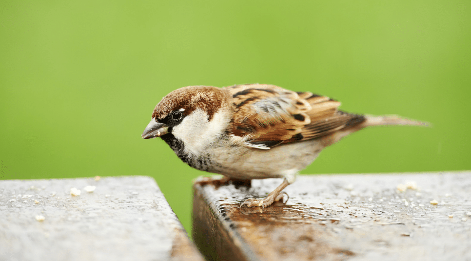 How to Avoid Invasion of House Sparrows in Residential Areas