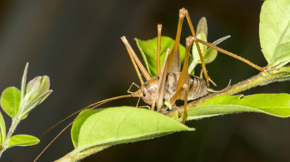 Everything you need to know about Camel Crickets