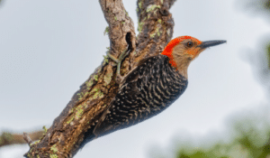 How to get rid of Woodpeckers