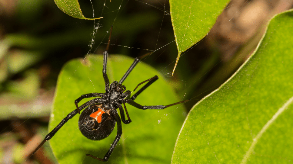 How to avoid Black Widow Spiders