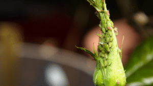 Symptoms of Aphids Infestation