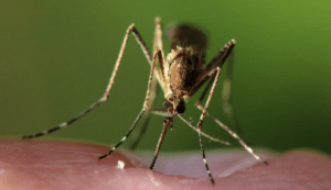 Only Female Mosquitoes bite humans