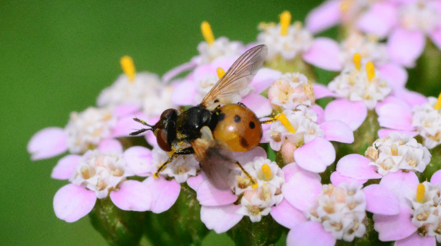 5 Beneficial Garden Insects