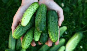 Use Fresh Cucumber