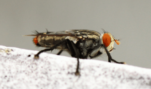 Flies carry over a hundred pathogens