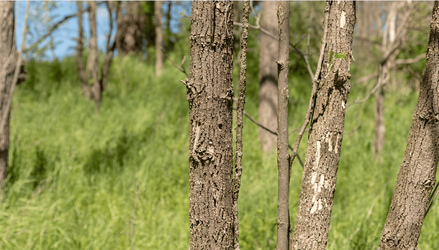How to Control EAB Infestation to Protect Ash Trees