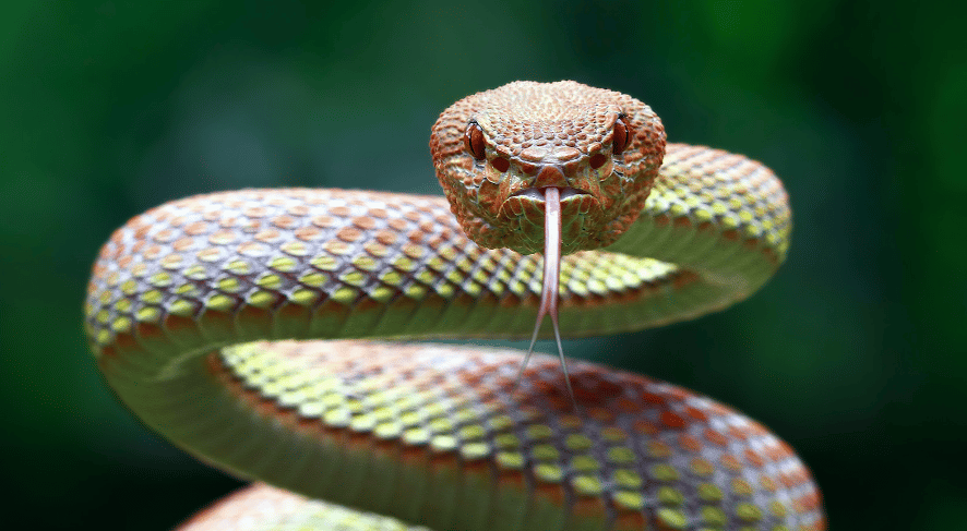 7 Signs of Snake Infestation in your Home