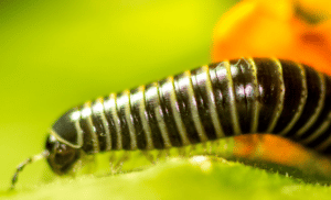 Get Rid of Millipedes in House