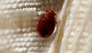 Bed Bug Pheromone Traps