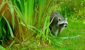 Dangers Caused by Raccoons