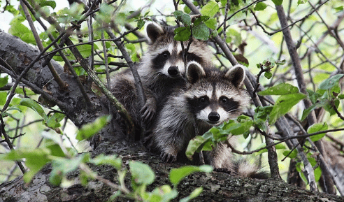 How to Repel Raccoons from your House? - Best Pest Control
