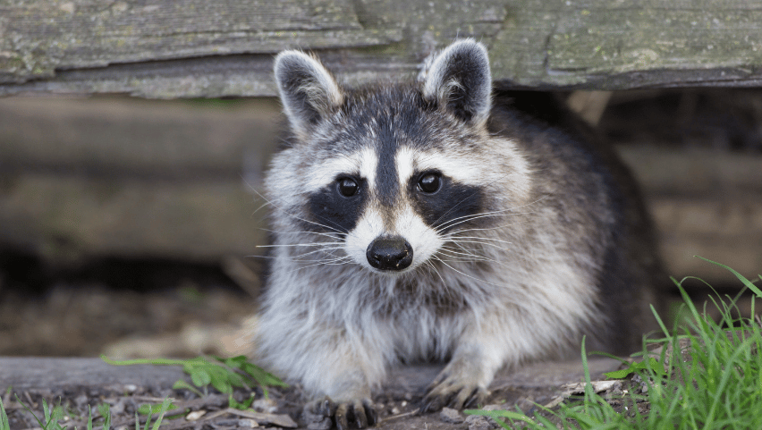 How to Repel Raccoons from your House