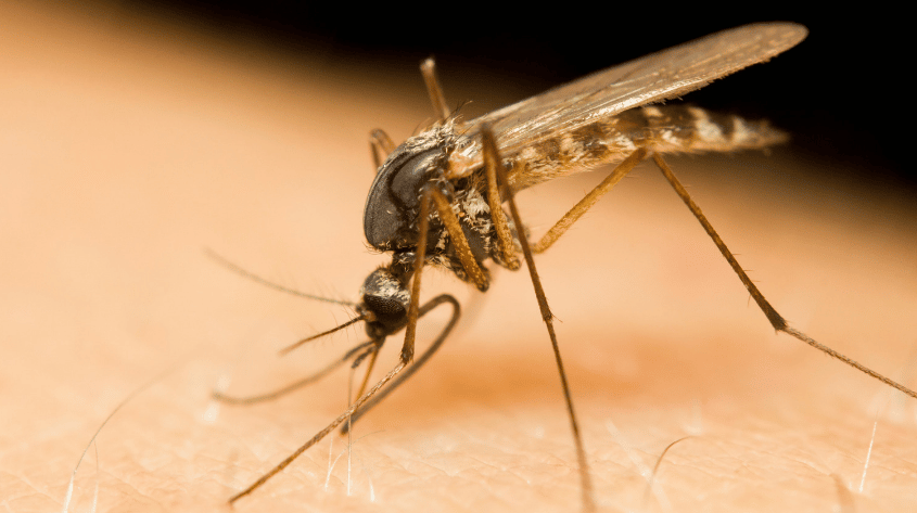 6 Most Common Mosquitoes in Residential Areas
