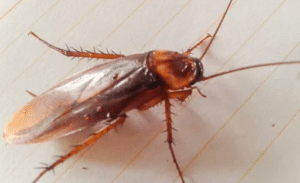 Roaches can run up to 3 miles per hour