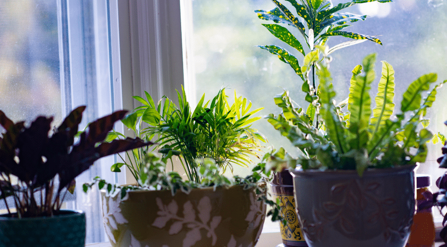 How to Identify and Control Houseplant Pests