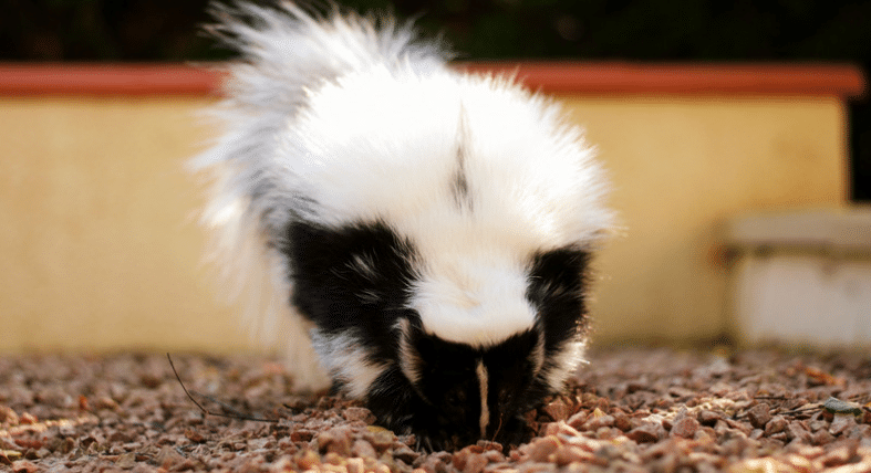 Different Types of Skunks and Dangers Caused by Them