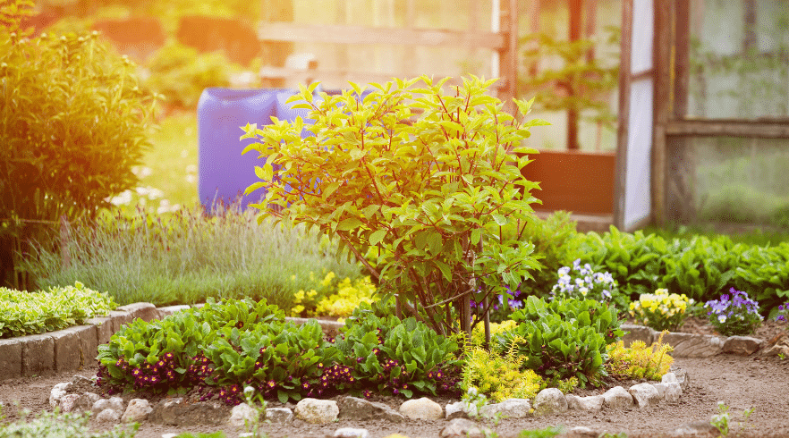 Tips to Proof Your Garden to Protect Plants from Pests