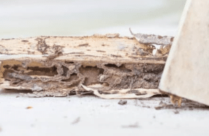 Why you should not try DIY termite inspection