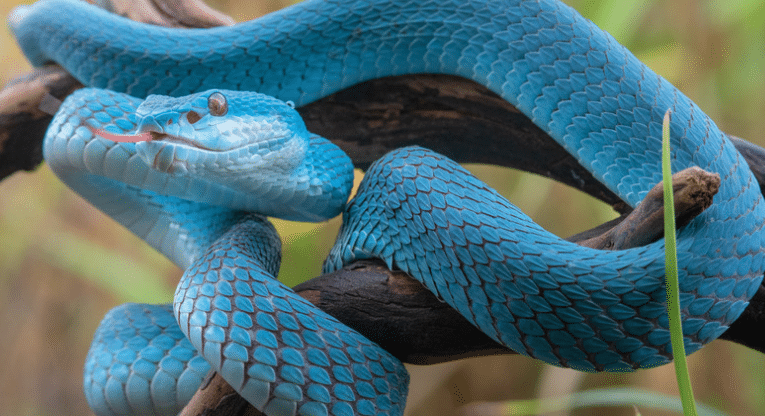 Reasons for Snake Infestation in Your Home