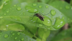 Tips to Keep Mosquitoes Away from Your Place