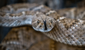 Ways to Get Rid of Snake Infestation